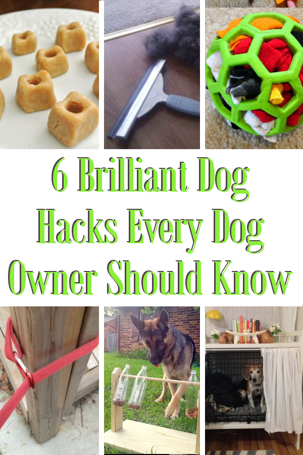6 Brilliant Dog Hacks Every Dog Owner Should Know