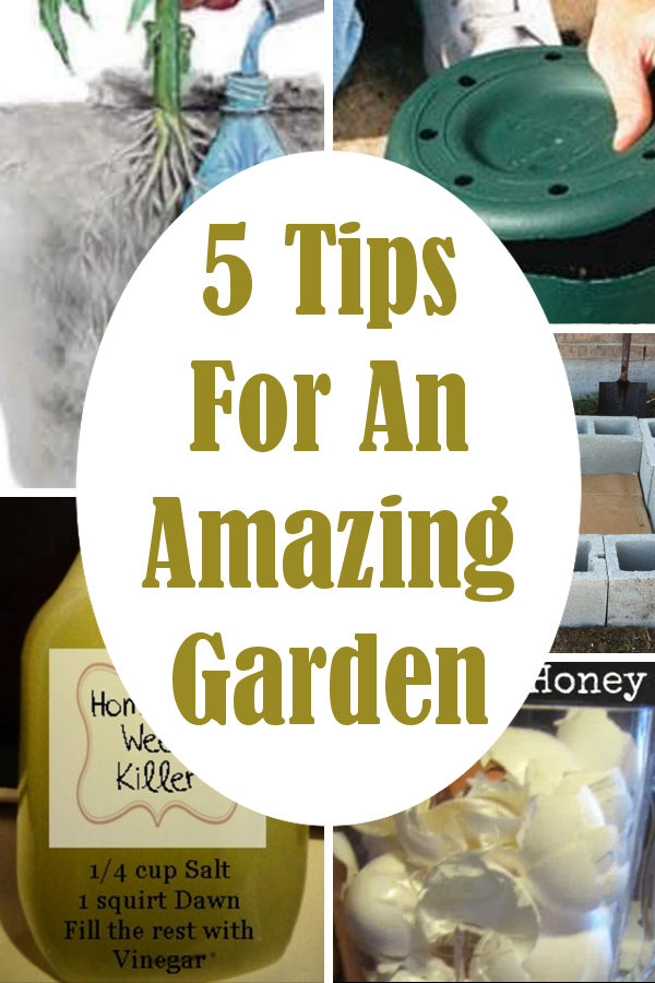 5 Tips For An Amazing Garden