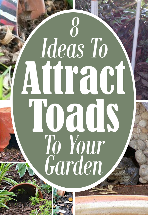 8 Ways To Attract Toads To Your Garden