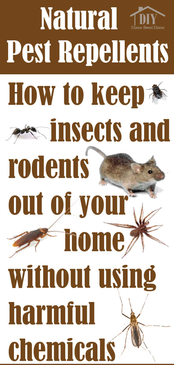 Keep Pests Out Of Your Home