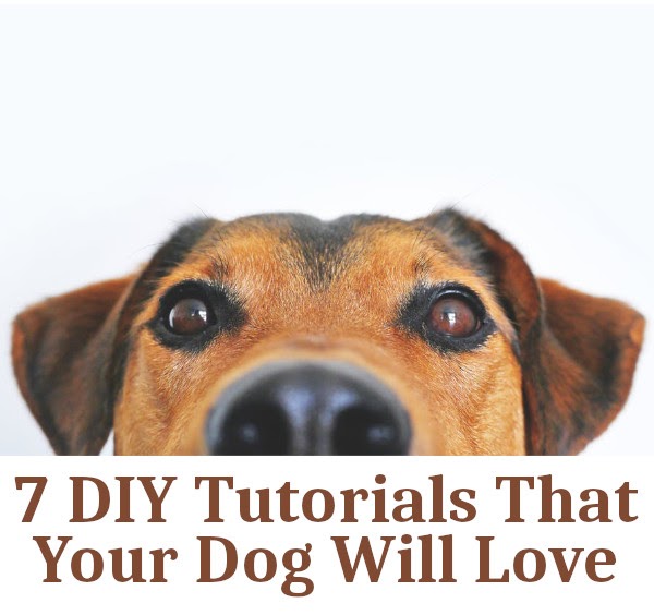 7 Diy Tutorials That Your Dog Will Love