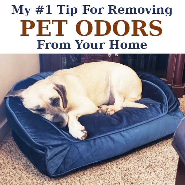 My #1 Tip For Removing Pet Odors From Your Home